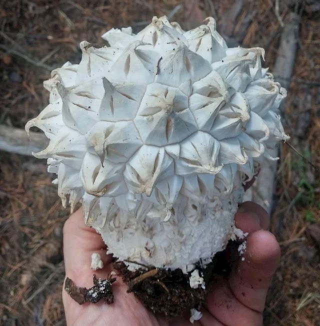 Gljiva neobičnog oblika