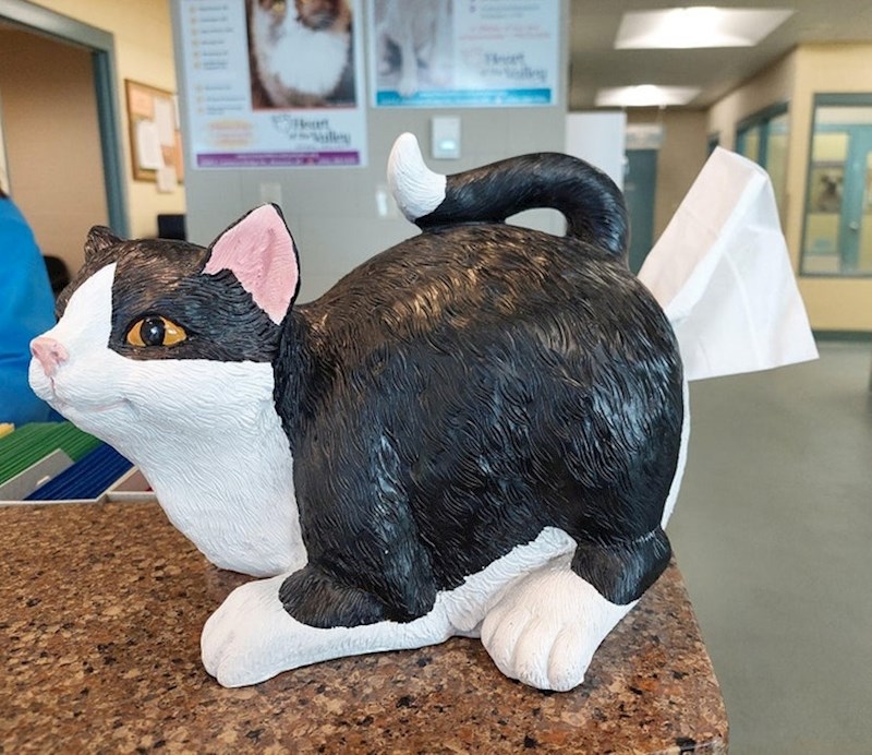 Spremnik za maramice u jednom azilu za životinje ne čini se baš primjerenim!