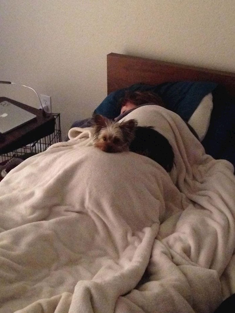 "Danas je ovaj psic upao u ledeno jezero i moja žena je skočila za njim i spasila ga. Ovako su proveli popodne i cijelu noć..."