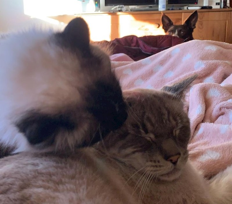 Kako se one mogu maziti bez nje??