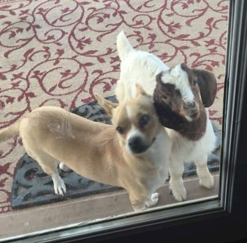 "Jedan od naših kozlića je umislio da je pas i cijele dane provodi s njima. Ponaša se isto kao oni"