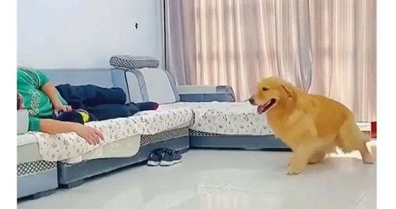 "Borba" za vlasnikovu ljubav ovog psa je natjerala na presmiješan potez