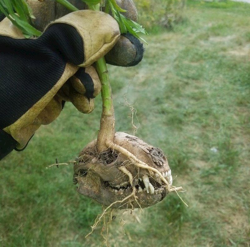 Mislim da bismo odbili pojesti ovu biljku