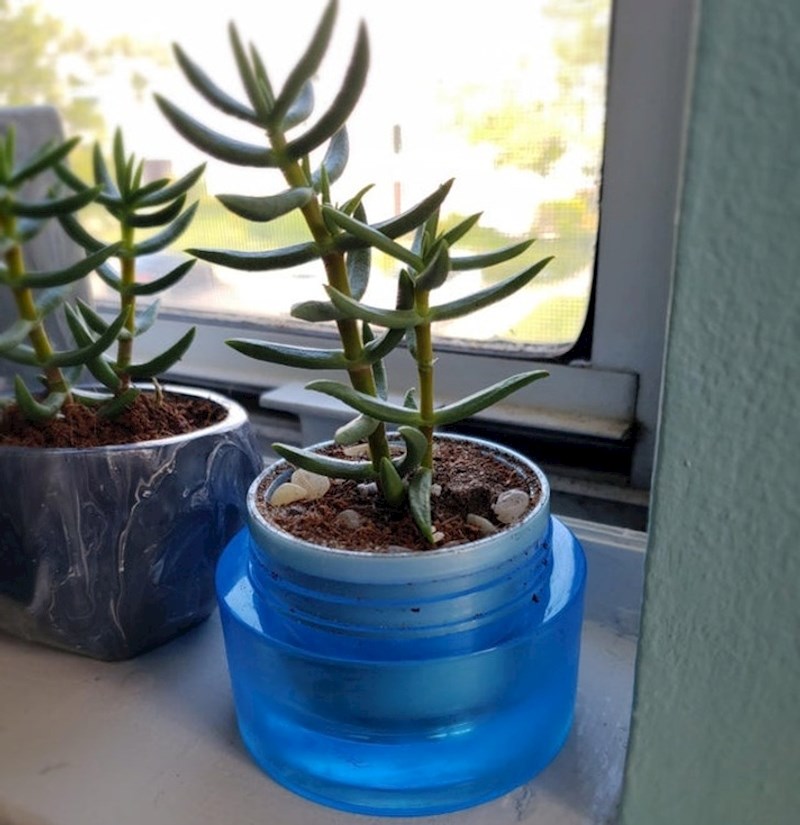 Potrošene kutijice krema su odlične teglice za biljke