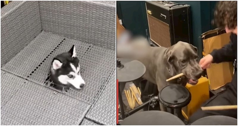 Ako prvi put u životu postajete vlasnici psa, obavezno pogledajte ovaj video