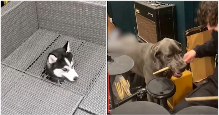 Ako prvi put u životu postajete vlasnici psa, obavezno pogledajte ovaj video