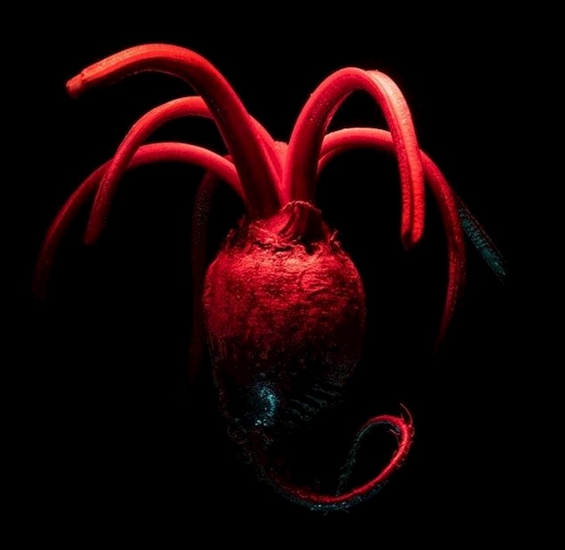 Ljudsko srce? Ne- cikla 😂