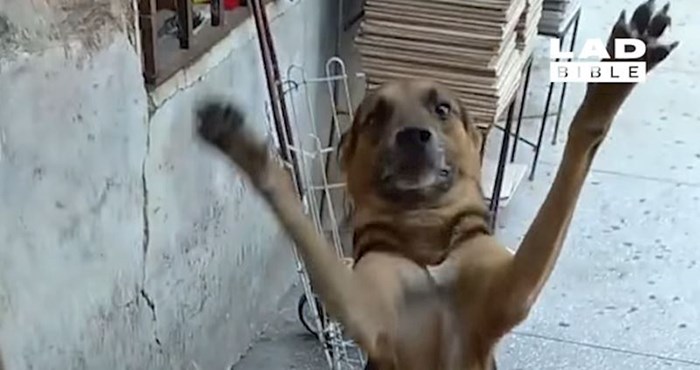 VIDEO Ovim psima će srce iskočiti od sreće zbog povratka vlasnika; ne znamo čime smo ih zaslužili!