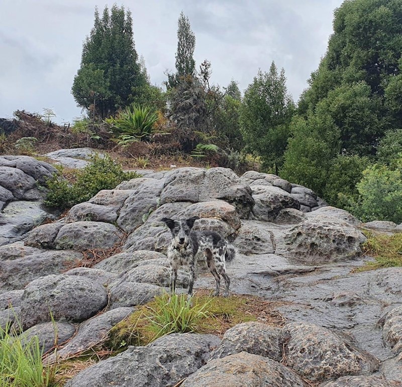 Kamuflaža level PRO