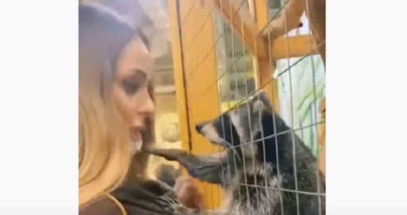 Rakun se raspametio kada mu je atraktivna cura prišla u zoološkom vrtu; ovo je presmiješno!