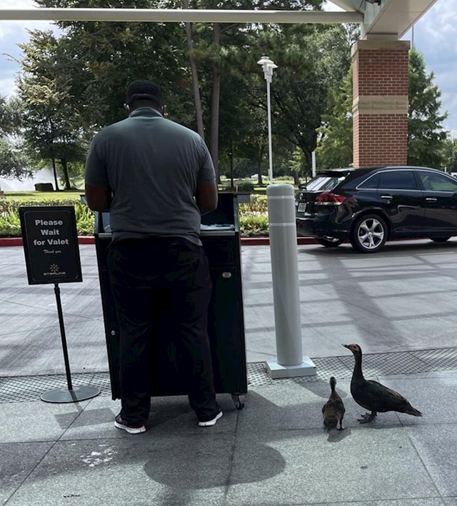 "Zaposlenik na bolničkom parkingu svakodnevno donosi od kuće hranu za jednu patku i njene pačiće"