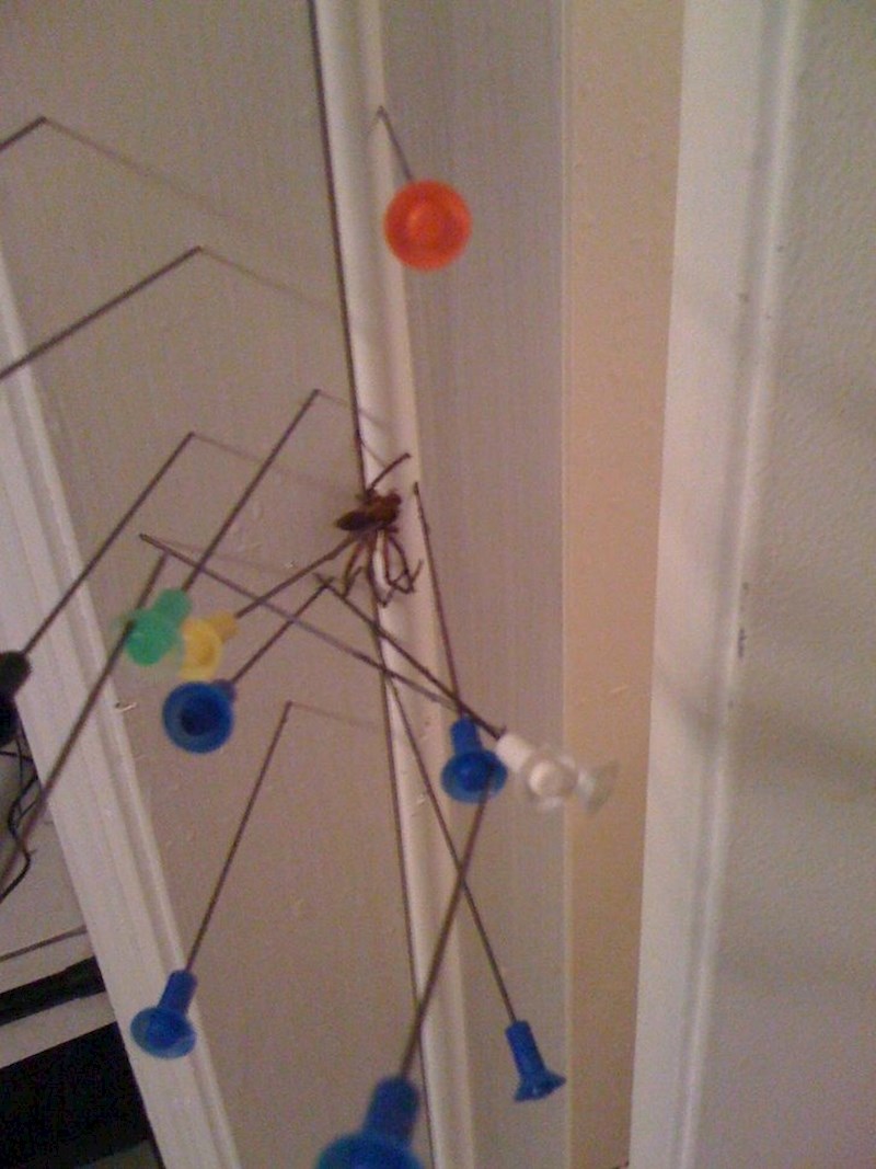 "Cura je ugledala pauka dok je bila sama kući. Poslala mi je fotku kako teče bitka..."