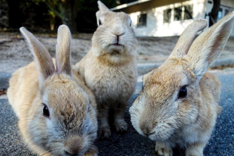 Ōkunoshima, aka Zečji otok, još je jedno mjesto u kojem možete uživati u Japanu. Nitko zapravo ne zna kako su zečevi tamo dospjeli