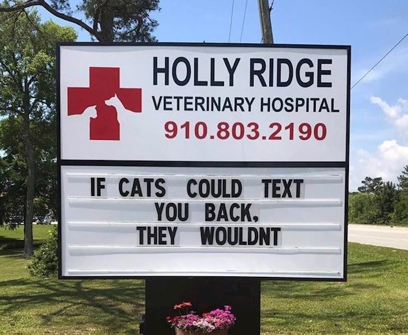 Da mačke mogu odgovoriti na poruke, one to i dalje ne bi činile