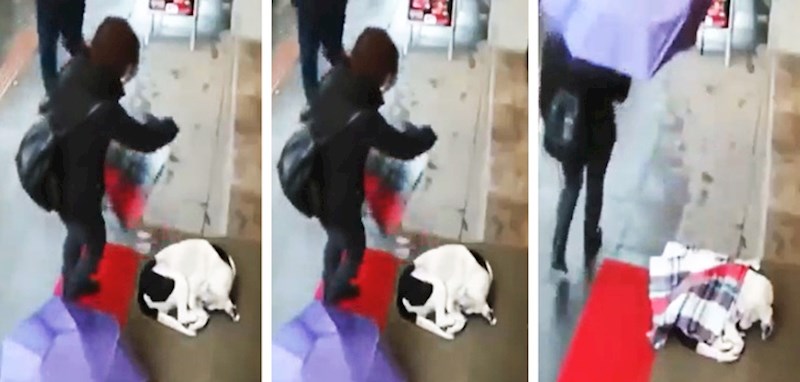 Mala, jednostavna gesta za nju, a ogromna za ovog psa!