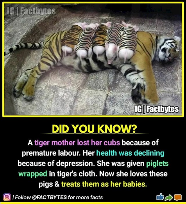 Mama tigrica je izgubila mladunčad i upala u depresiju. Iz nje su je izvukli mali praščići, koji su upravo ostali bez majke. Osoblje zoološkog obuklo ih je u krzno tigra, nova mama ih je prihvatila i međusobno su se spasili!