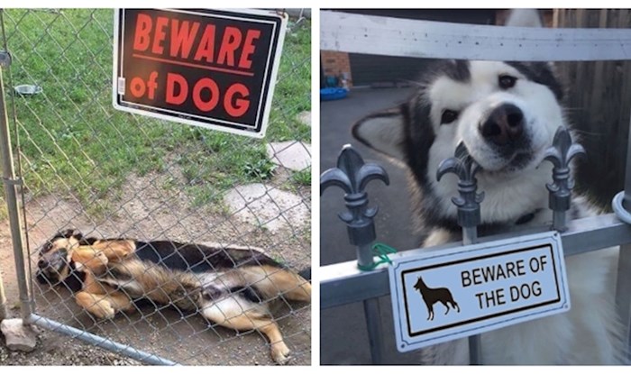 29 puta kada se iza natpisa "Pazi, oštar pas" nalazilo sve osim "oštrog" psa
