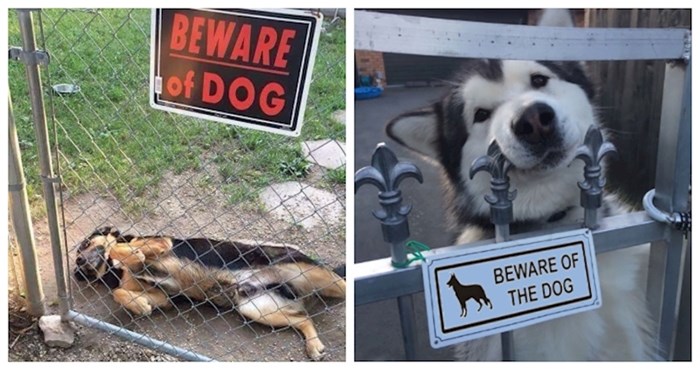 29 puta kada se iza natpisa "Pazi, oštar pas" nalazilo sve osim "oštrog" psa