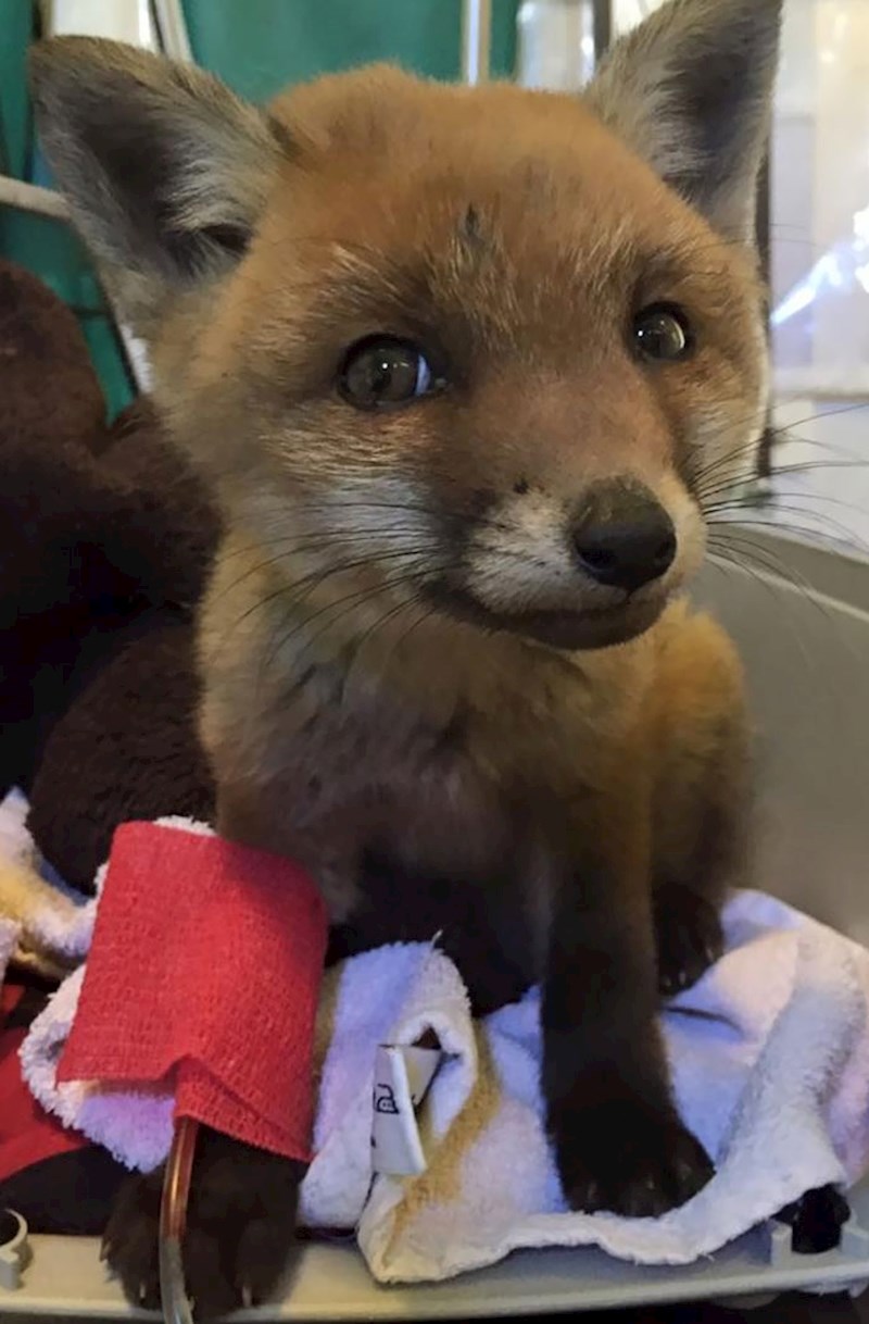 Malena lisica zna da je u dobrim rukama