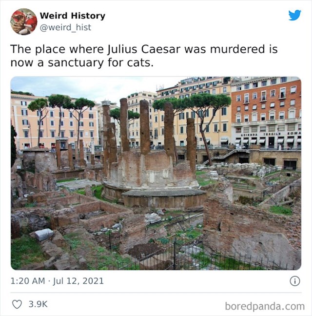 Mjesto na kojem je ubijen Julije Cezar danas je prepuno mački zbog azila koji se nalazi u blizini!