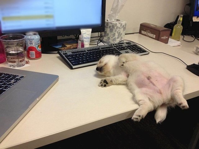 "Kolegin pas je zaspao na radnom stolu. Moram samo reći da se taj dan nismo slomili od posla"