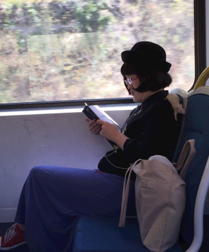 Što je s miševima/kućnim ljubimcima i korištenjem prijevoza?