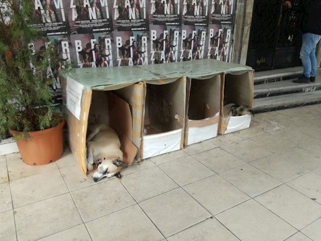 Psi lutalice imaju kućice na više mjesta u gradu