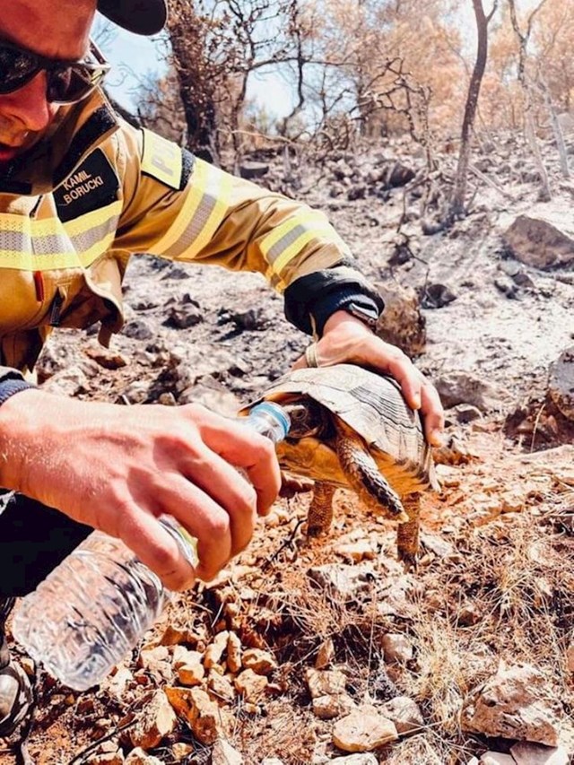 Vatrogasac daje vodu kornjači koju je pronašao na opožarenom području