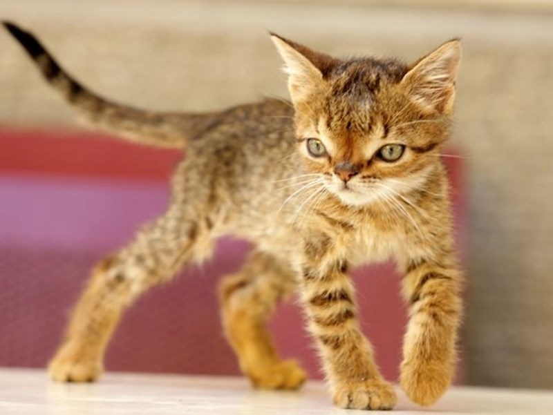 Maca s Downovim sindromom