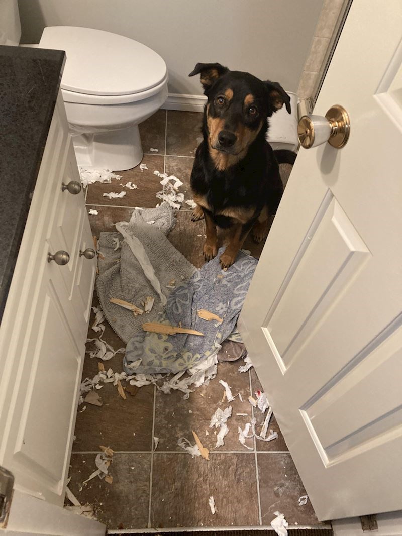 Nekako se zaključao u WC i malo ga preuredio