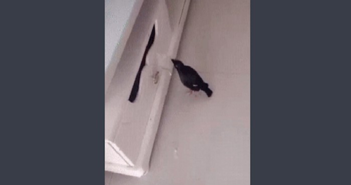 Nećete vjerovati što je tip naučio pticu; ono kad ti lova doslovno sama dolazi