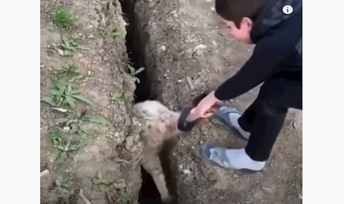 VIDEO Dječak je pomogao ovci koja je zapela u rupi, a onda se dogodio veliki obrat