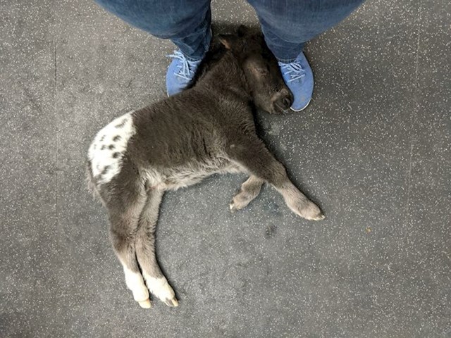 Stao je odmoriti ispred veterinarske stanice