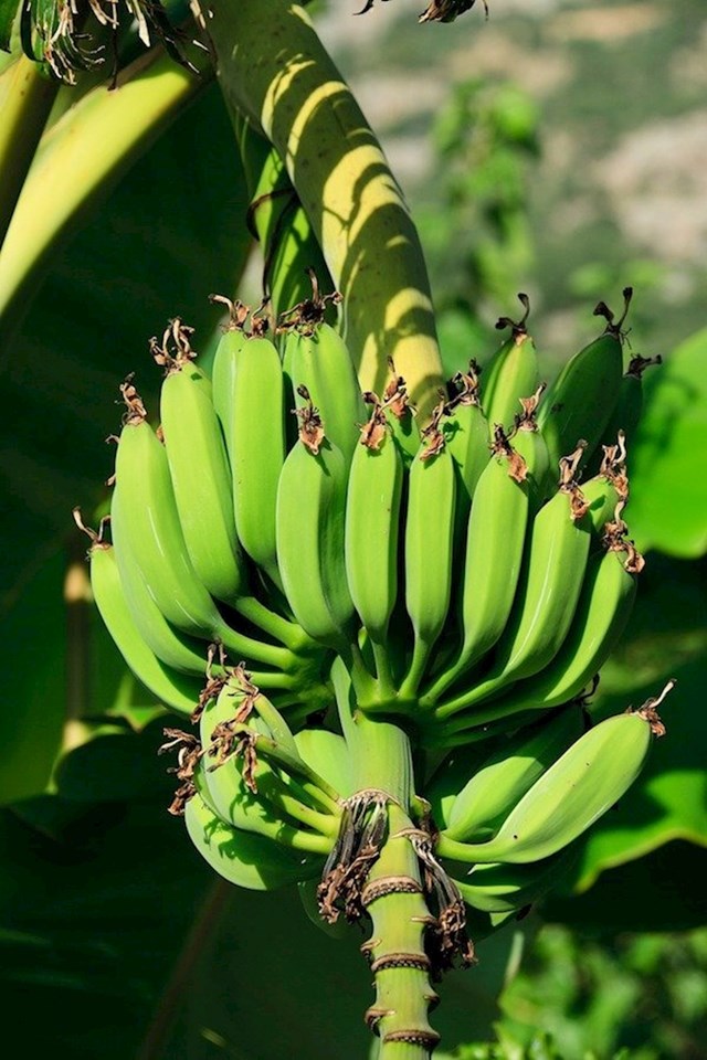 Banane ne rastu na stablu, već na običnoj biljci bez debla