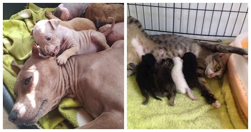 16 fotki kada su krznene mame trebale predah od živahne mladunčadi