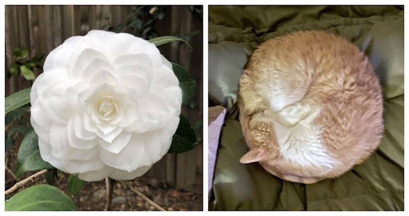 Ovih 15 fotki definicija su savršenstva. Perfekcionisti će misliti da su u raju