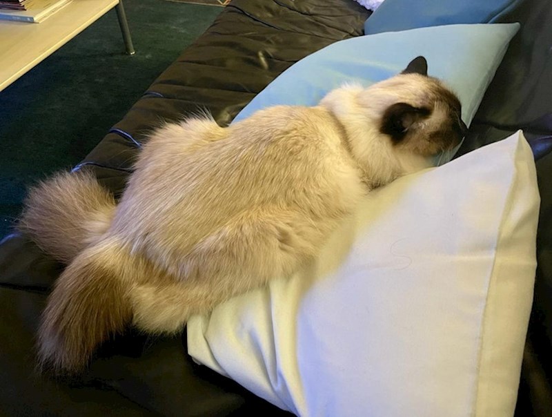 Dva repa ili rep i šapa?