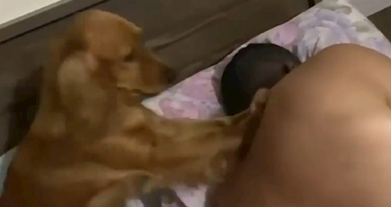 Vlasnik je odlučio odspavati duže, ali to se nije poklapalo s planovima psa; pogledajte kako ga budi