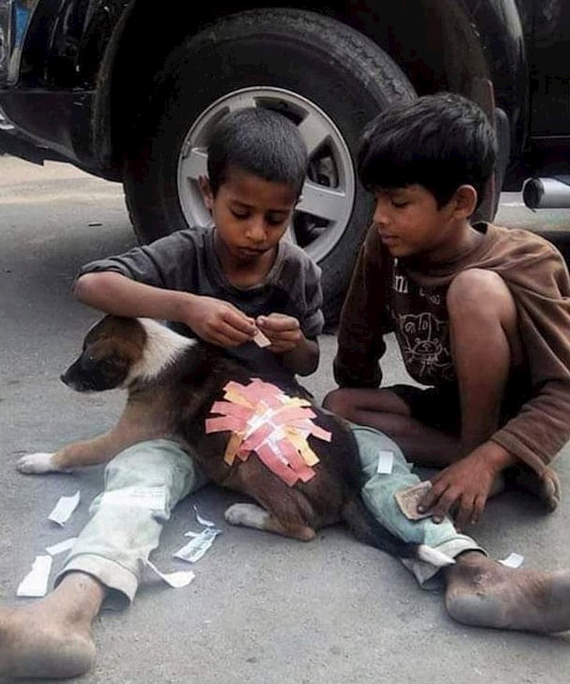 Dječaci pomažu ozlijeđenom psu