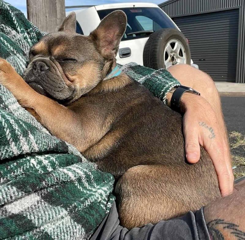 Uzeli smo ga da nam bude čuvar kuće, ali je odlučio odrijemati prije posla