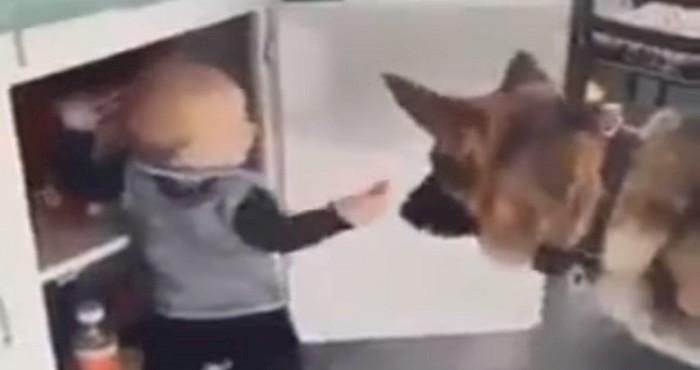 Ovaj uigrani tim kradljivaca rastopio je Internet, video je viralni hit