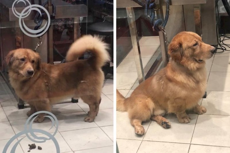 Zlatni retriver + jazavčar