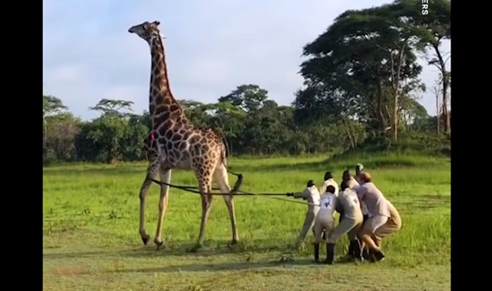 VIDEO Pogledajte kako su ovi dobri ljudi spasili žirafu od sigurne smrti