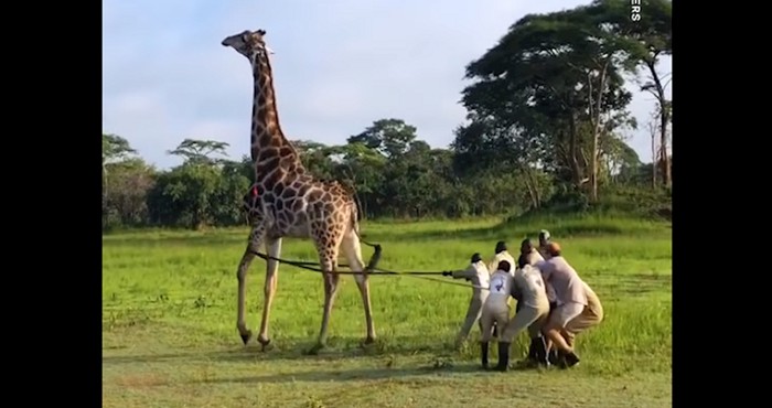 VIDEO Pogledajte kako su ovi dobri ljudi spasili žirafu od sigurne smrti