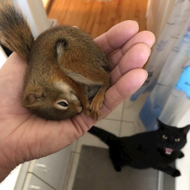 Ranjena vjeverica i maca koja je dobila novog privremenog sustanara