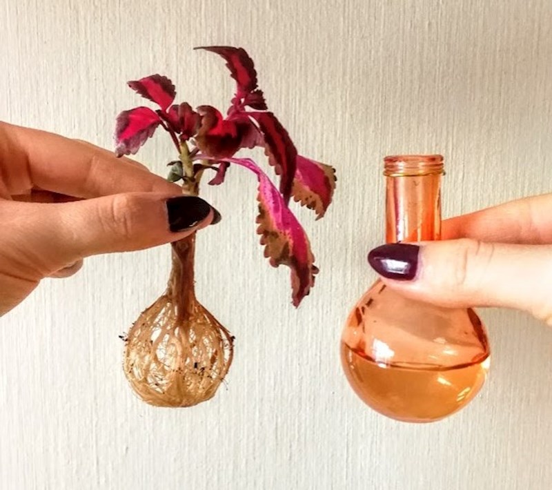 Korijenje biljke oblikovano po maloj vazi u kojoj je biljka rasla