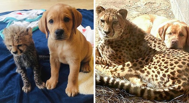 Gepard i pas najbolji su prijatelji od malih nogu
