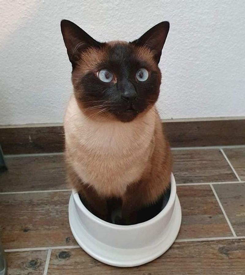 "Kupili smo mu novu posudicu za vodu. I da, on je odlučio sjesti u nju (iako je bila napunjena) i mijaukao dok nismo ponovno vratili staru posudicu"