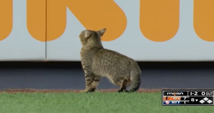 Mačka je ušla na teren, prekinula utakmicu Yankeesa i napravila show; cijeli stadion joj skandirao
