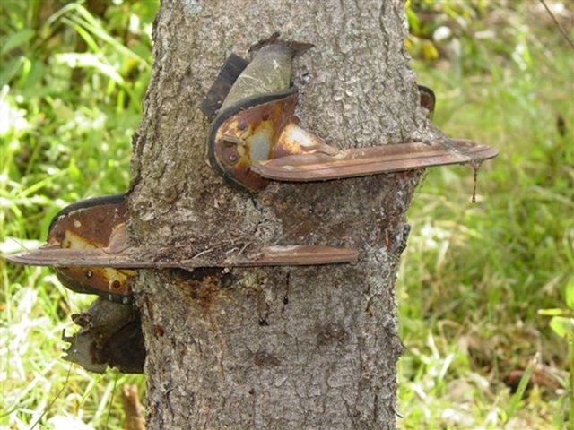 "Moj djed je svoje klizaljke objesio na malo drvo kad je bio mlađi. Zaboravio je da ih je tamo ostavio i pronašao ih godinama kasnije"